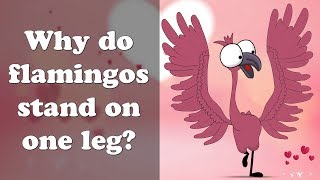 Why do Flamingos stand on one leg? | #aumsum