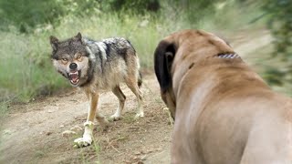 Dog Breeds Tha Could Defeat Wolves