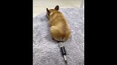 Dogs To Be Surprised To Fart The Owner Mischiefed The Dog Cavalier King Charles Spaniel Youtube
