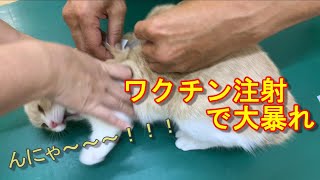 猫ちゃん一年ワクチン注射で動物病院で大暴れ