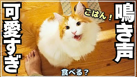 Video 11122401: coon cat meowing maine, cute maine coon cat