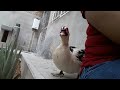 My muscovy duck ask nicely to be pet