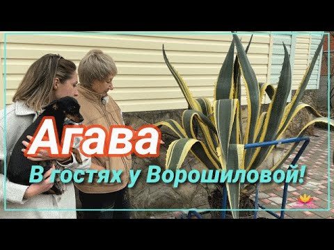 В гостях у Ворошиловой. Агава / Сад Ворошиловой