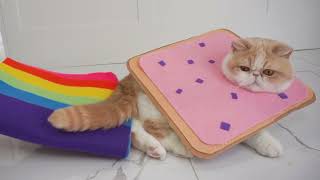 What if Nyan Cat Was REAL LIFE by Snoopy and Doby 5,010 views 2 years ago 46 seconds