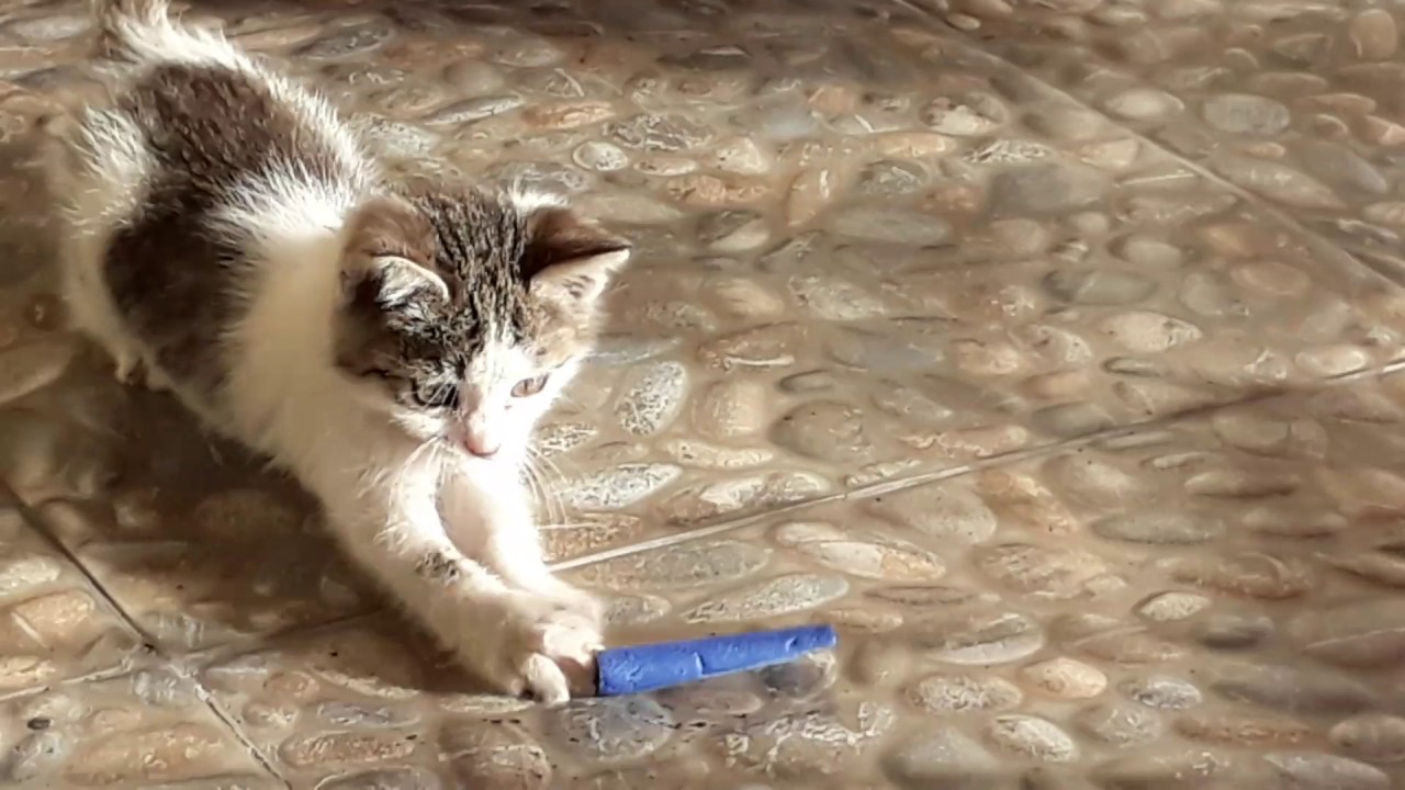 Nerf mermisine saldıran kedi (çakıl) YouTube