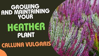 Calluna Vulgaris: نصائح لزراعة نبات الخلنج والحفاظ عليه