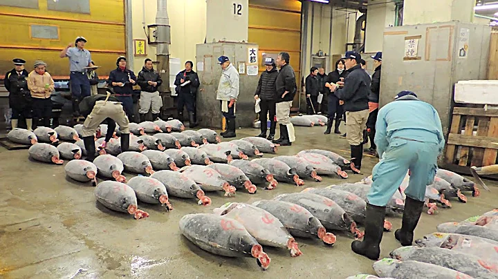 Tsukiji Fish Market Bluefin Tuna Auction Tokyo Japan - DayDayNews