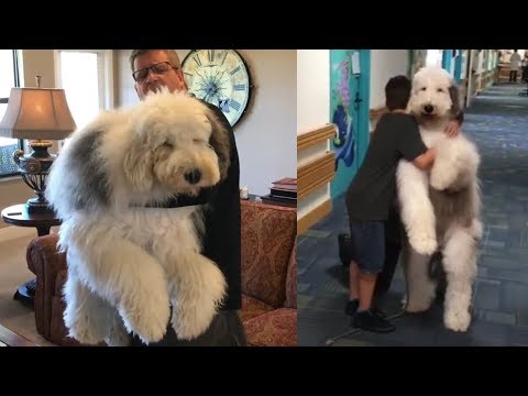 old english sheepdog poodle mix