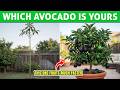 Growing Grafted Dwarf Avocado Trees: The Secret trick to Faster Fruit Production