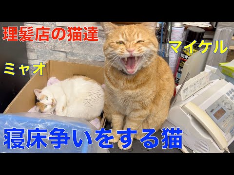 寝床争いをする理髪店で暮らす猫達!茶トラのマイケルVS三毛猫ミャオ