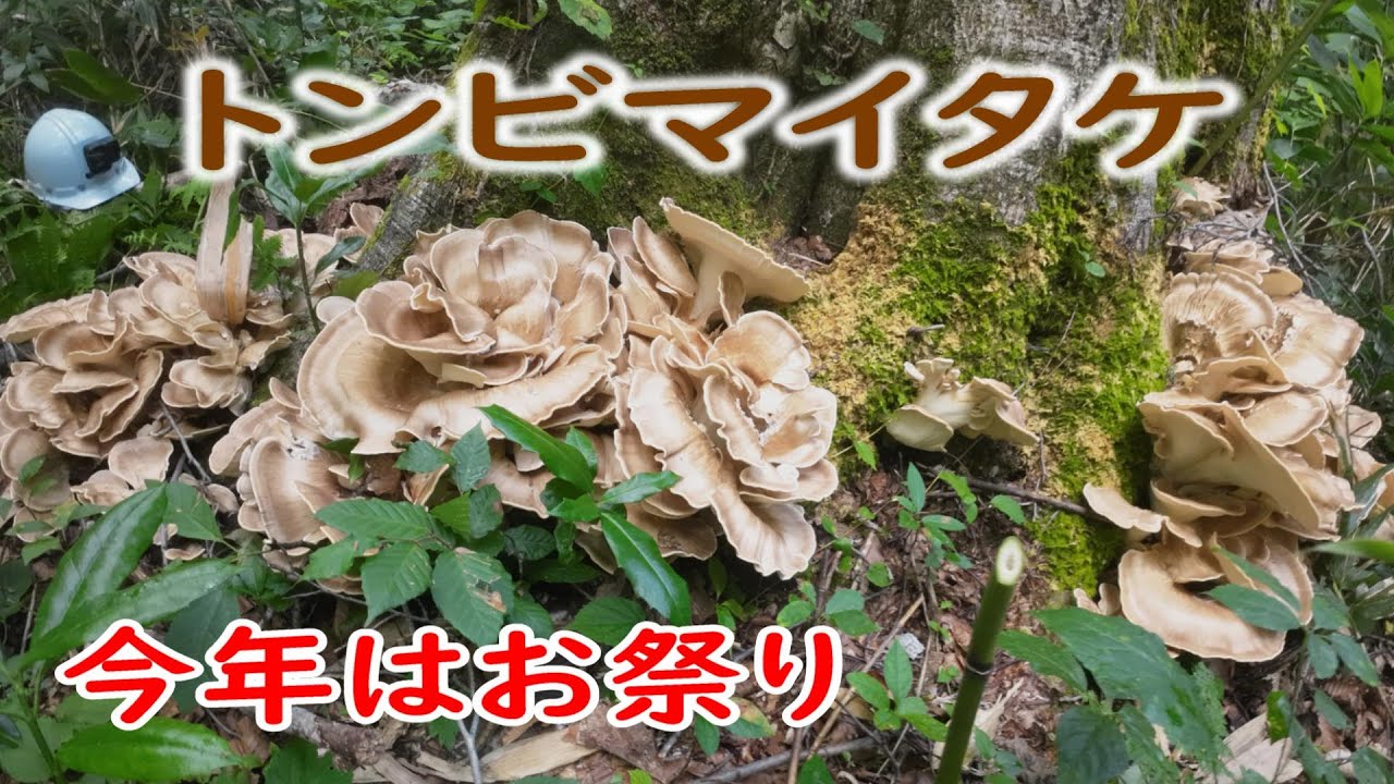 トビダケ〜爆発的豊作