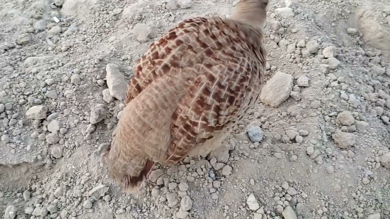 teeter ka awz/inrani voice/inrani nar/daase inrani .....,