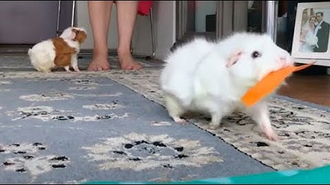 Slow motion video of guinea pigs running with carrot strips