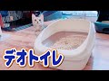 【デオトイレ】新しいシステムトイレを子猫にプレゼントした時の反応がこちらです【アメリカンショートヘア】