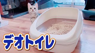 【デオトイレ】新しいシステムトイレを子猫にプレゼントした時の反応がこちらです【アメリカンショートヘア】