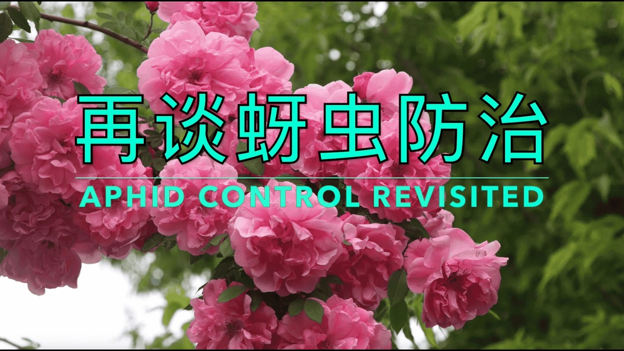 春天蚜虫爆发？教你一套彻底解决的方法（水+皂+苦楝油）｜月季蚜虫防治