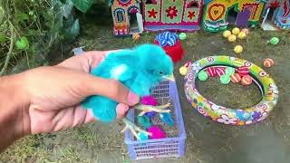 World Cute Chickens, Colorful Chickens, Rainbows Chickens, Cute Ducks, Cat, Rabbits, Cute Animals#3