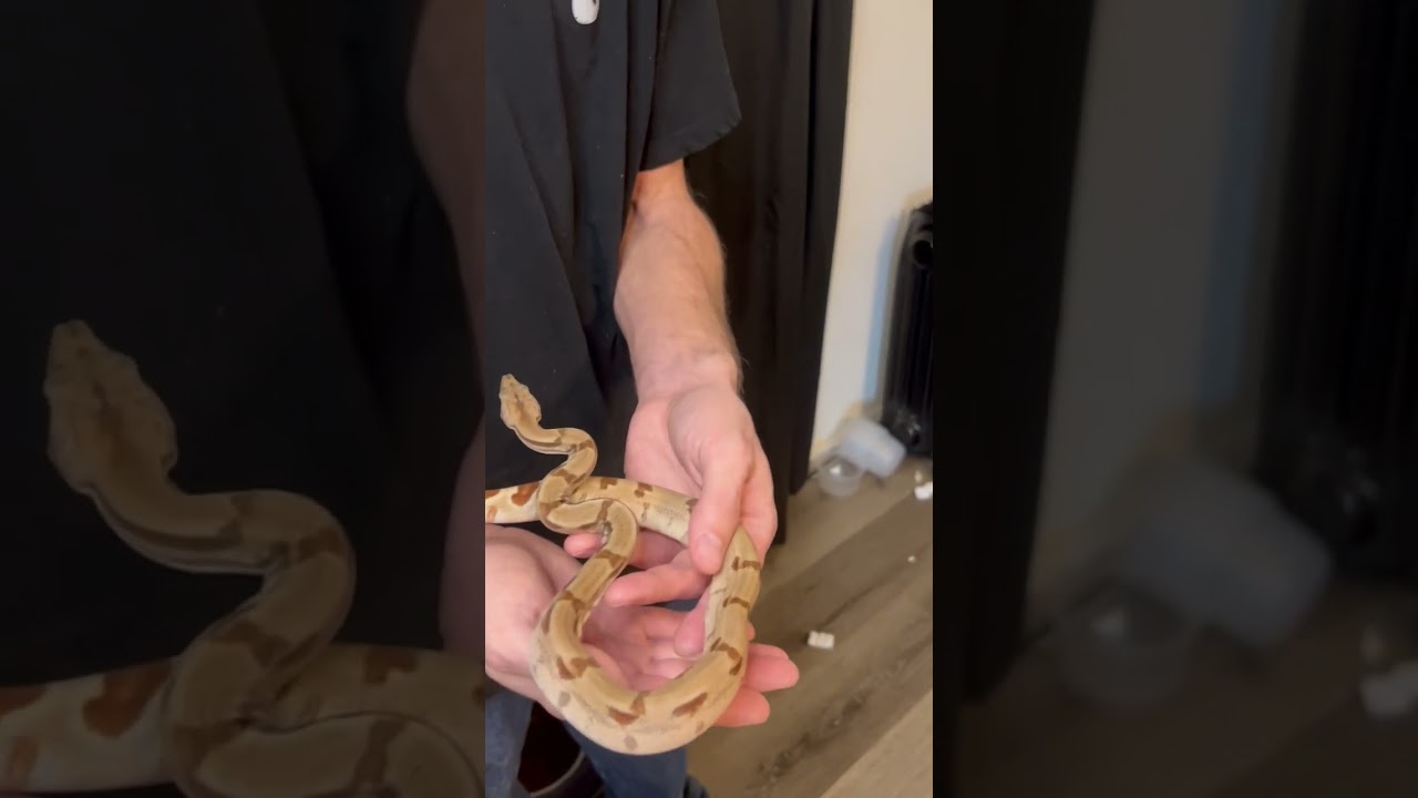 A baby hypo low expression jungle boa constrictor. 24-01-11m 