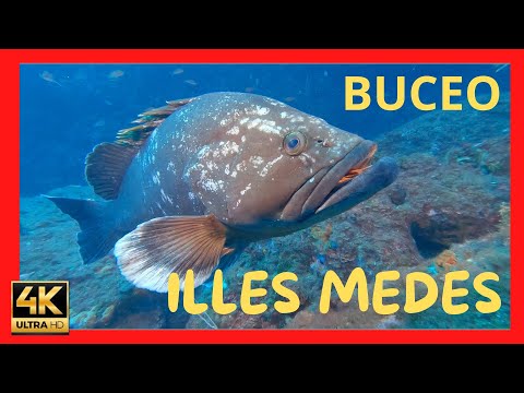 BUCEO EN ILLES MEDES AGOSTO 2023 ( GIRONA )