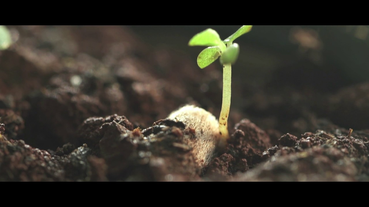 These Biodegradable Cigarette Filters Grow Into Plants
