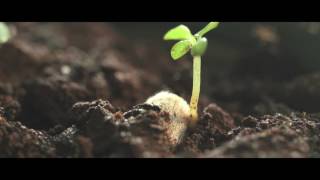 These Biodegradable Cigarette Filters Grow Into Plants