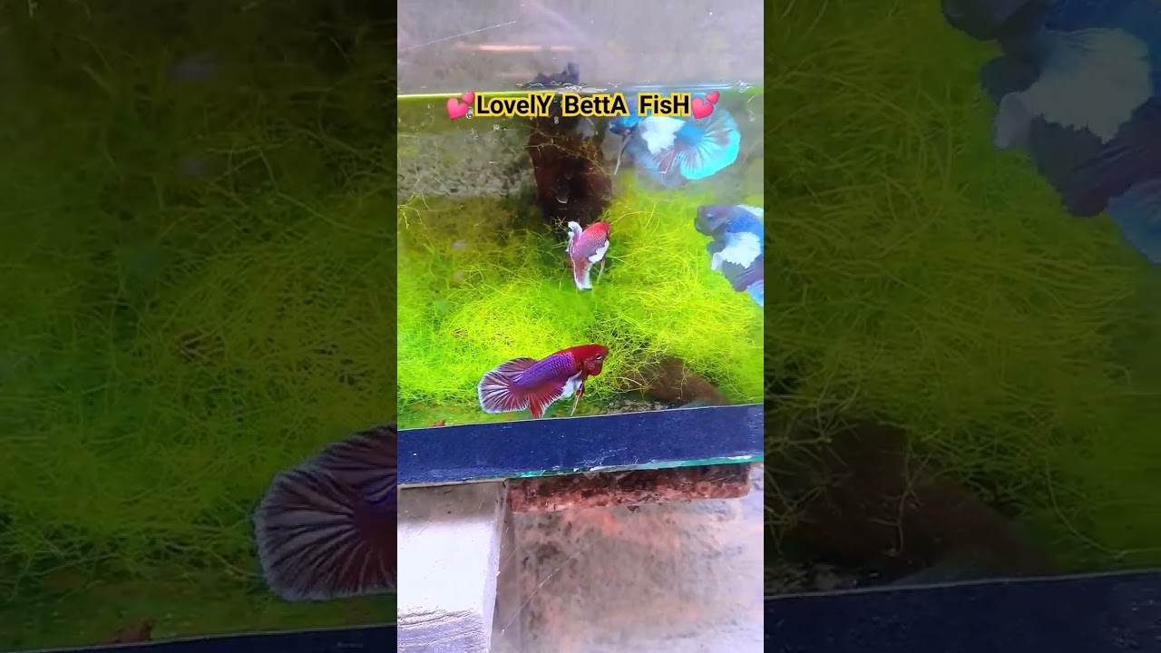 Betta Fish 💕🇱🇰