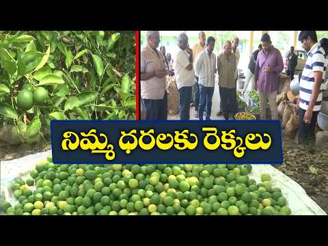 క్వింటా నిమ్మకాయలు ₹10,000 పైమాటే.. ధర పెరిగినా రైతులకు ఎందుకు నష్టం?