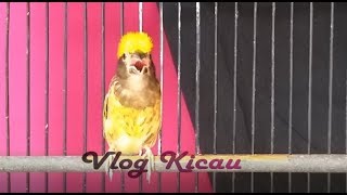 Burung manyar muda AKTIF NGEROL pancingan segala jenis burung