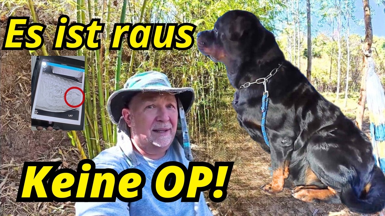 10 Tage Darm-Drama beendet. Unser Rottweiler ist gerettet. ES IST RAUS! 😳