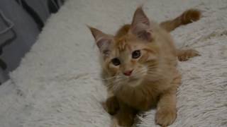Красный тигровый котенок мальчик Мейн-кун Красный тигровый котенок мальчик Мейн-кун