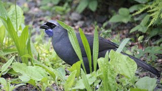 North Island Kokako eating foliage on Tiritiri Matangi Island