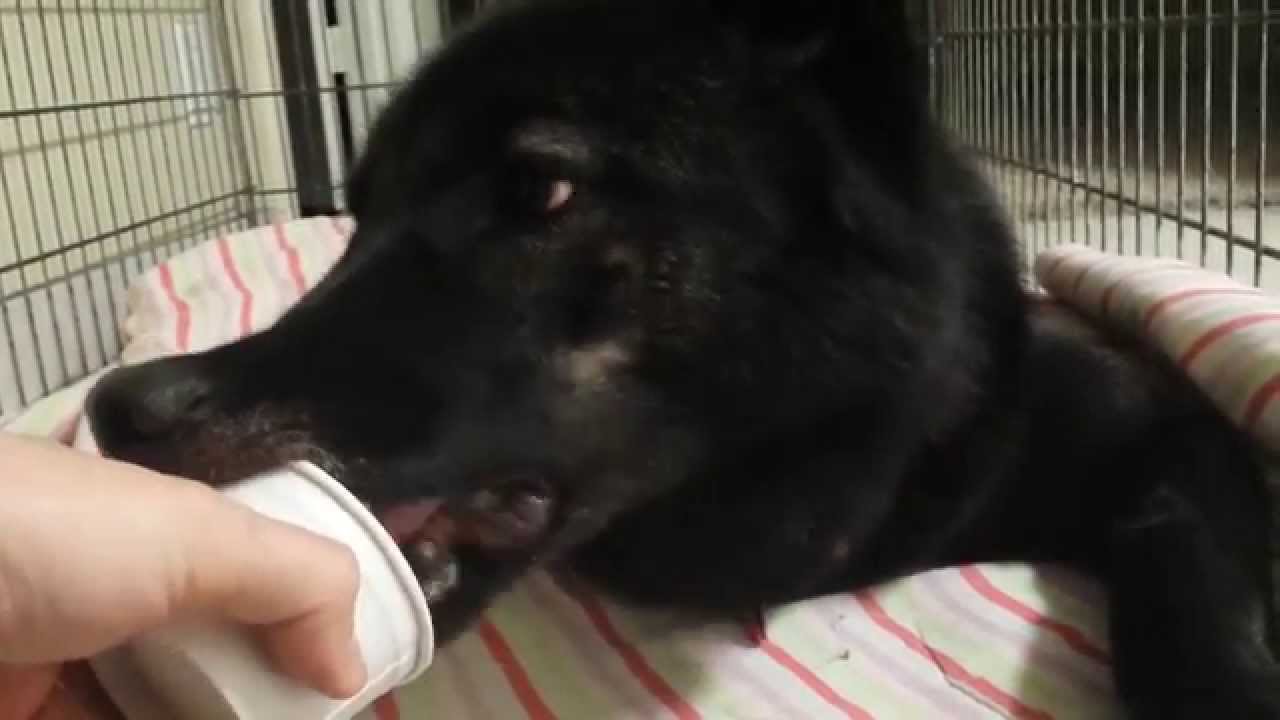 lunarly Wolfdog Puppy Eating Doggy Peanut Butter Ice Cream