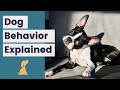 Dog Language - Understand Your Puppy Better