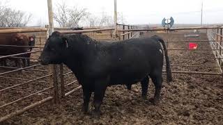 The Cattle Range Listing #801C142-201