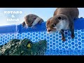 カワウソのプールにワニの頭が浮いてたらどうなるのか!? Otters&rsquo; Hilarious Reaction to RC Crocodiles in Their Pool