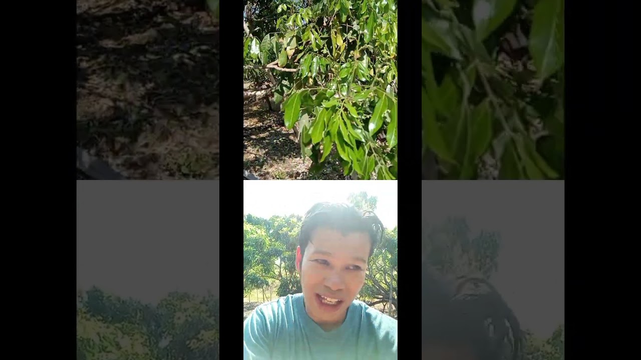 คุมใบอ่อน​ลำไยใน​ฤดู​ เปิดตาดอกใบแรง​แก้ด้วยการคุม​ใบ​อ่อน​