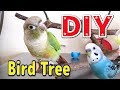 【バードジム】インコ喜ぶ♪自然木で作るバードツリー！（未完成;;ｖ;; ）セキセイインコ・ウロコインコ　DIY Bird Tree Stand