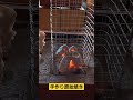 原始焼きやってみた #原始焼き #囲炉裏 #炭火