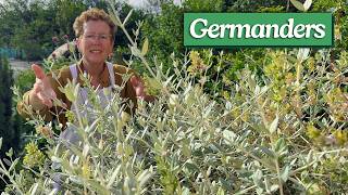 An Underrated Shrub Family That's a Must-have in the Garden