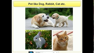 THE WORLD OF ANIMALS  EVS CLASS 2