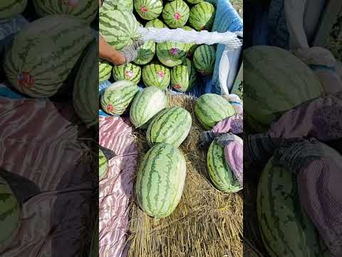 Loading Watermelons #satisfying