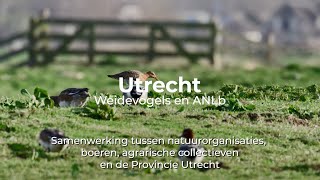 Documentaire Weidevogelbeheer Utrecht