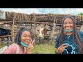 We visit a cow farm in Rubirizi, Burundi