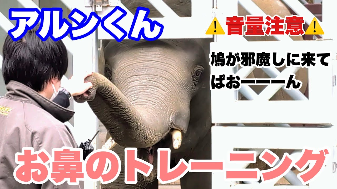 【音量注意】アルンくんのお鼻のトレーニング中に鳩が邪魔しにきたじょー　2025.01.28