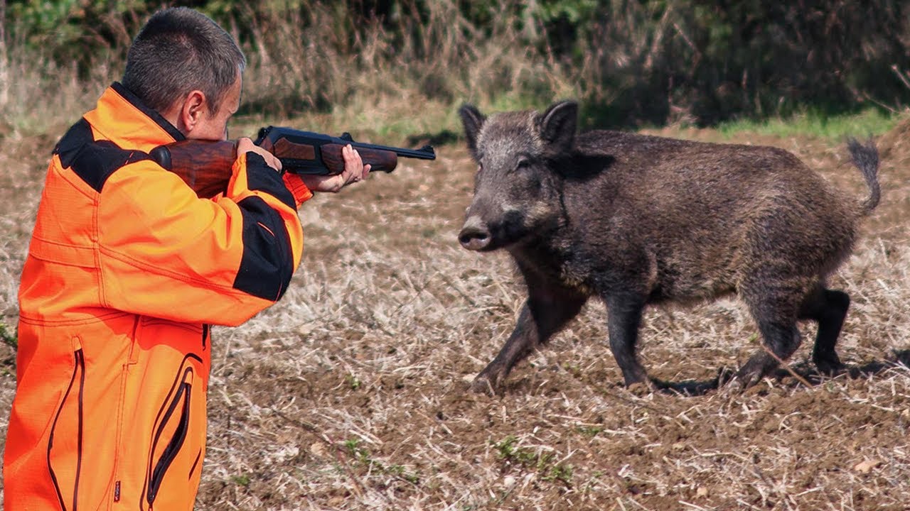 Top 10 Tir du Sanglier au Maroc 2023 Top 10 wild Boar Hunts (Partie — free download