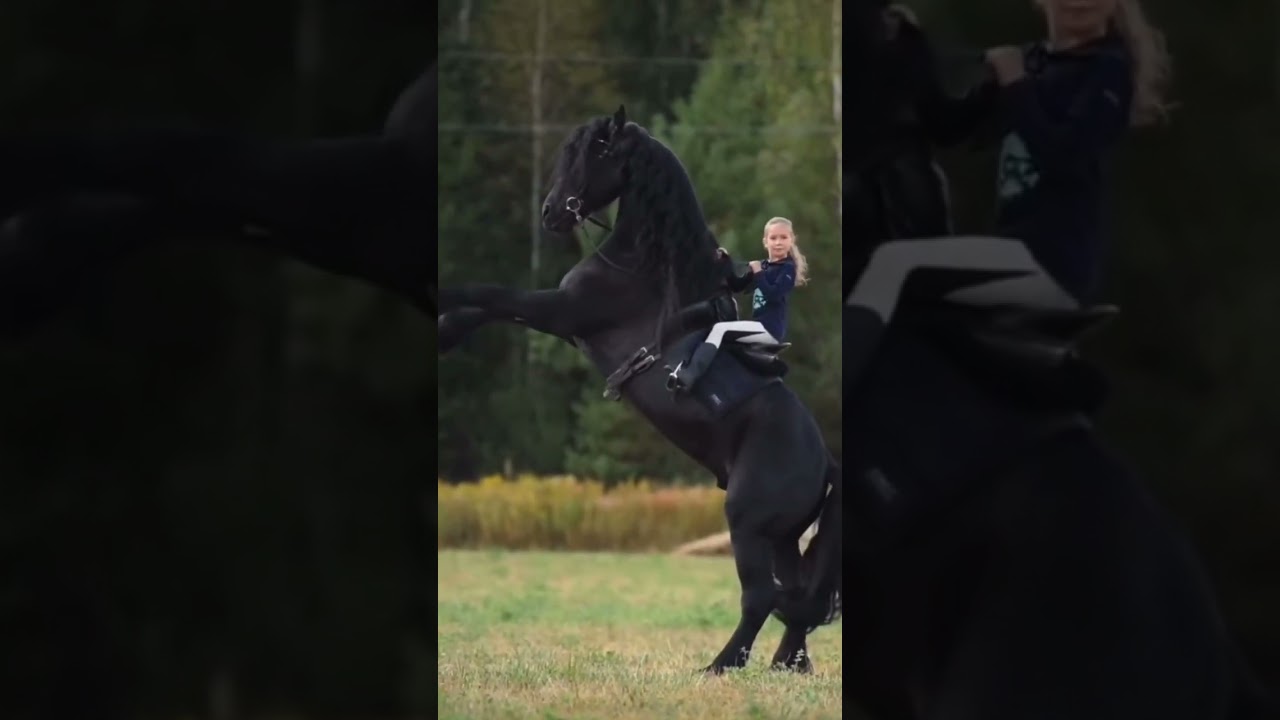 Wow!! 🖤❤️‍🔥 royal horse! 