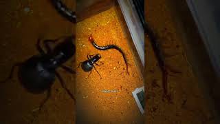 Can a Centipede Escape the Tiger Beetle's Wrath?