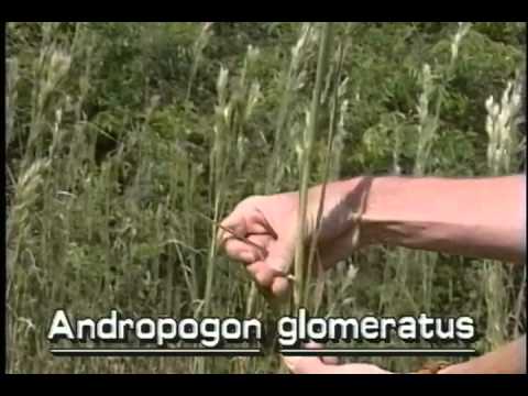 Video: Glomeratus Beardgrass Տեղեկություն. խորհուրդներ թփոտ մորուքի խոտ աճեցնելու համար