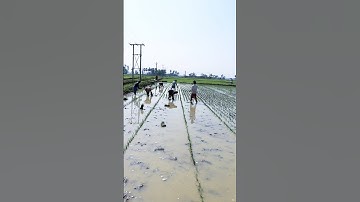 Paddy Transplanting in Line #shorts