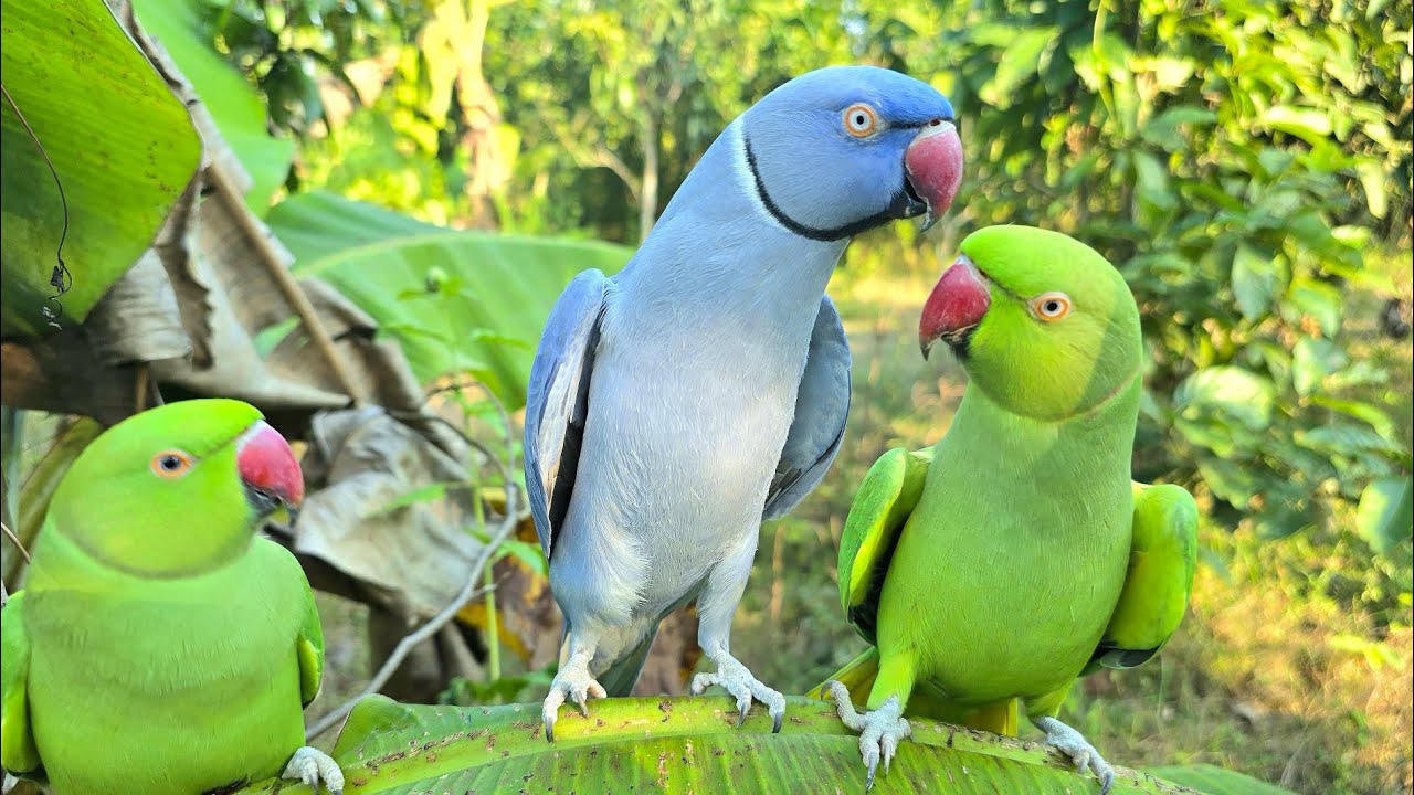 Talking Ringneck Parrot